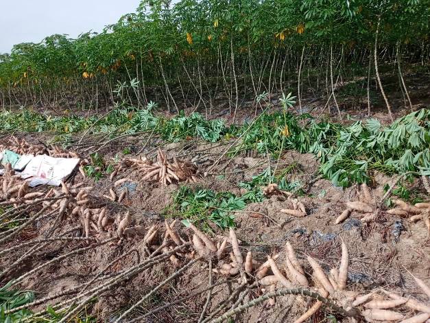 Mô hình tưới nước cho cây sắn (mỳ) tại xã Tịnh Hà đạt năng suất 35 tấn/héc ta