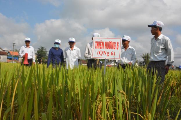 Sơn Tịnh: Hiệu quả mô hình cánh đồng mẫu lớn trong sản xuất lúa