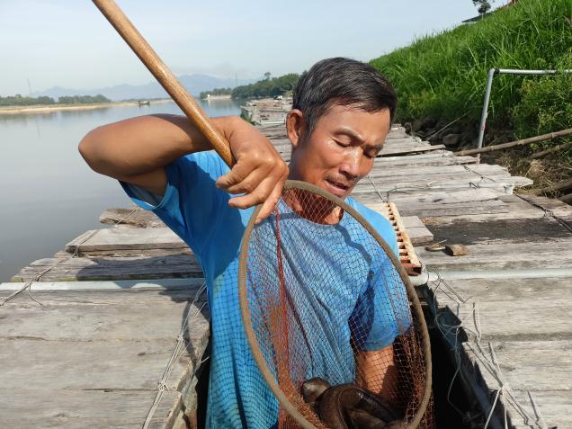 Hiệu quả Tổ hợp tác nuôi cá lồng trên sông Trà Khúc