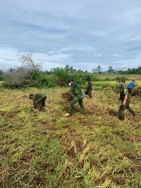 Sơn Tịnh: Chiến sĩ Công an giúp dân gặt lúa trong mùa dịch COVID-19