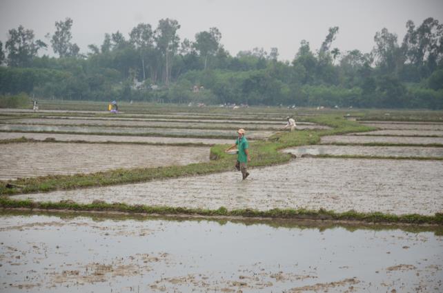 Sở Nông nghiệp và Phát triển nông thôn tỉnh Quảng Ngãi phân bổ 25 tấn hạt giống lúa cho huyện Sơn Tịnh khắc phục thiệt hại do thiên tai gây ra