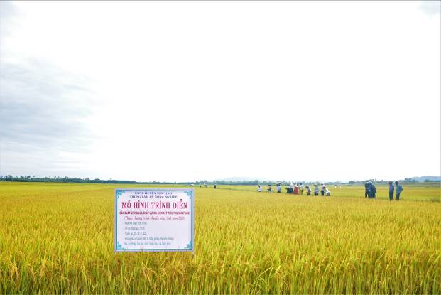 Sơn Tịnh: Hiệu quả sản xuất giống lúa chất lượng liên kết tiêu thụ sản phẩm