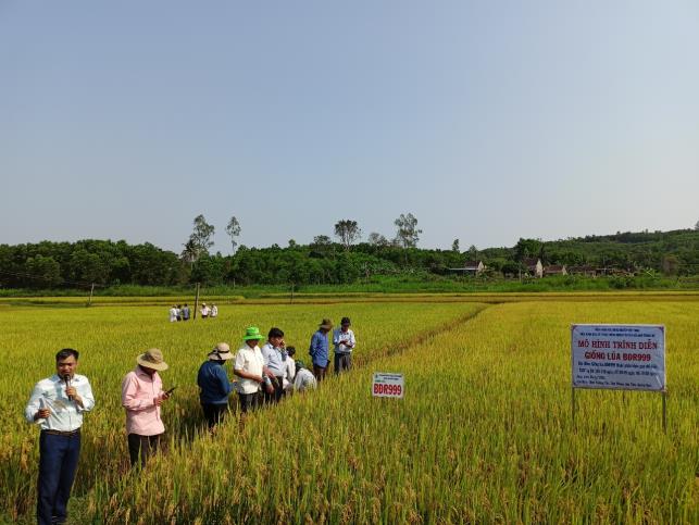 Sơn Tịnh: Hội thảo đầu bờ mô hình trình diễn giống lúa mới BĐR999 vụ Đông Xuân 2022 - 2023