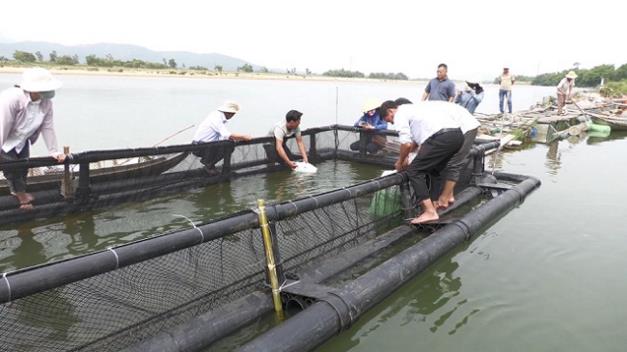 Chi cục Thủy sản tỉnh Quảng Ngãi hỗ trợ Hợp tác xã nuôi cá lồng Tịnh Sơn kinh phí nuôi thủy sản lồng bè trên sông Trà Khúc xã Tịnh Sơn