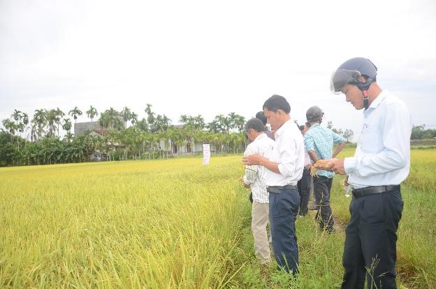 Trung tâm dịch vụ nông nghiệp huyện Sơn Tịnh hội nghị tham quan mô hình sản xuất lúa “1 phải, 5 giảm”