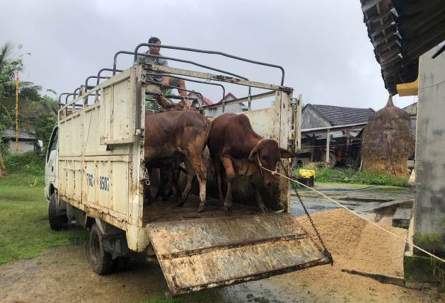 UBND huyện Sơn Tịnh trao 34 con bò giống từ nguồn kinh phí giảm nghèo