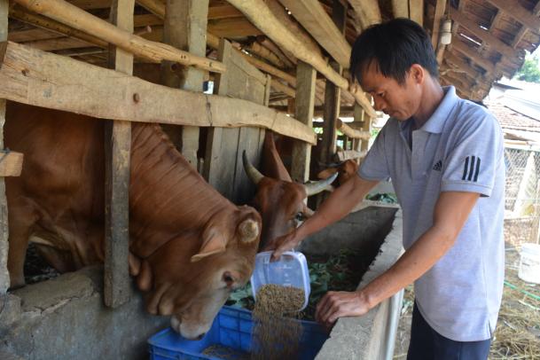 Sơn Tịnh: Hiệu quả từ Dự án phát triển đàn bò lai hướng thịt