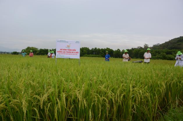 Sơn Tịnh: Hiệu quả mô hình sản xuất giống lúa mới